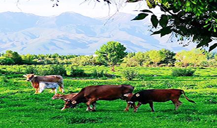 獨庫北疆：喀納斯、伊犁、可可托海、天池環(huán)游8日